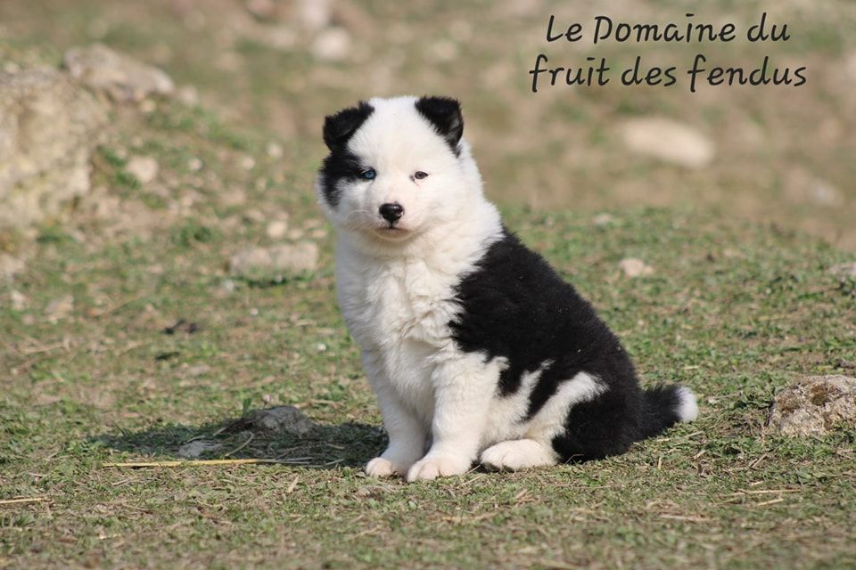 du domaine du fruit des fendus - Chiots disponibles - Laika de iakoutie